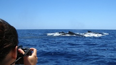 Whale Watching - Love Bubble Social Diving - 240x135 Nosy Be.jpg